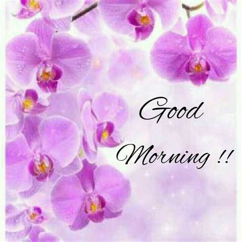 good morning orchid|Good Morning Flowers with Messages Free Download